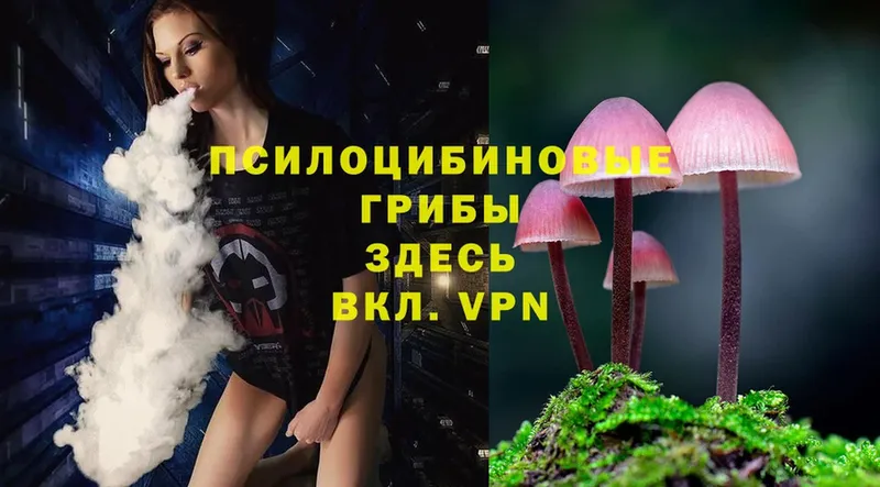 как найти закладки  ссылка на мегу ONION  Псилоцибиновые грибы Cubensis  Кола 